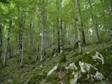 Toulky panenskou přírodou aneb Biogradska gora